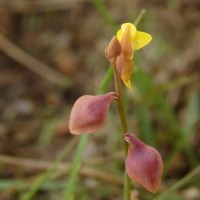 Utricularia bifida L.